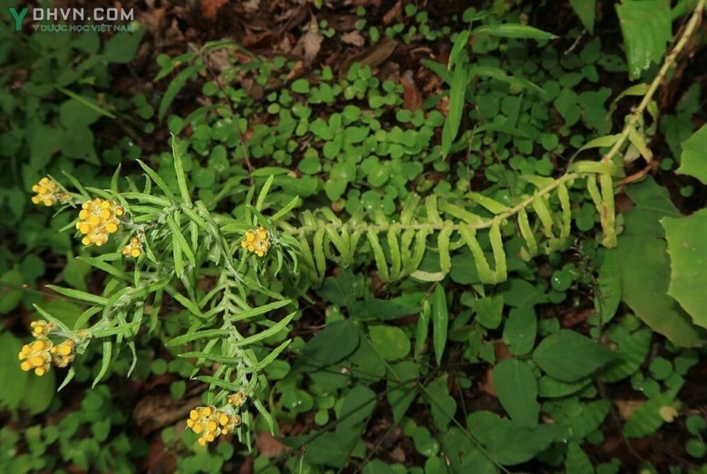 Cây Rau khúc dưới trắng. Gnaphalium hypoleucum DC. ex Wight. - Cây Thuốc Nam Quanh Ta